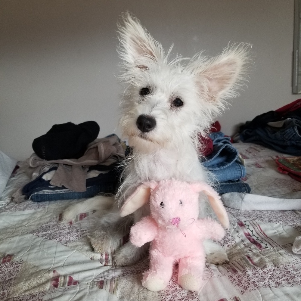 Meet your Posher, Faith
